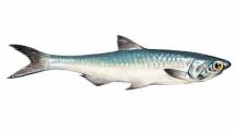 Anchovy