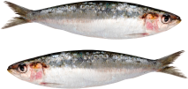 sardine